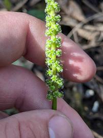   Inflorescence:   Maundia triglochinoides ; Photo by Zac Holt, gbif.org
