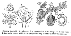   Fruit, seed, embryo:   Mayaca vandellii ; Illustration in Lindley's The Vegetable Kingdom (1853), courtesy of Watson and Dallwitz 1992 onwards 
