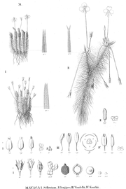   Fruit, seed, embryo:   Mayaca sellowiana  (11-13, fruit; 15-16, seed including longitudinal section); Illustration by M.A. Seubert, Flora Brasiliensis (1842-1871), courtesy of Watson and Dallwitz 1992 onwards 
