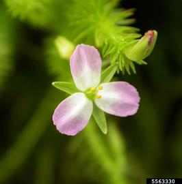   Flower:   Mayaca fluviatilis ; Photo by S.L. Winterton, Aquarium and Pond Plants of the World
