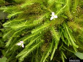   Flowers:   Mayaca fluviatilis ; Photo by S.L. Winterton, Aquarium and Pond Plants of the World
