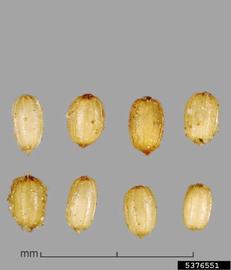   Seeds:   Monochoria hastata ; Photo by J. Scher, Federal Noxious Weed Disseminules of the US
