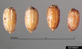   Seeds:   Monochoria vaginalis ; Photo by J. Scher, Federal Noxious Weed Disseminules of the US
