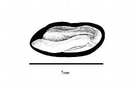   Embryo:     Maclura pomifera ; Illustration by K. Parker, Kirkbride et al. (2006)
