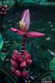   Infructescence:   Musa  sp.; Photo by J. Viola, Northeastern University, bugwood.org
