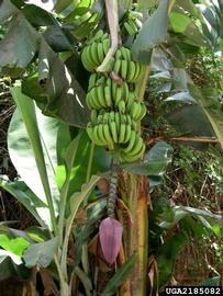   Infructescence:   Musa  sp.; Photo by C. Calderon, Cesar Calderon Pathology Collection, USDA APHIS PPQ, bugwood.org
