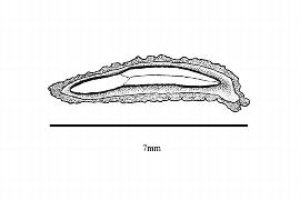   Embryo:   Menodora scabra ; Illustration by K. Parker, Kirkbride et al. (2006)
