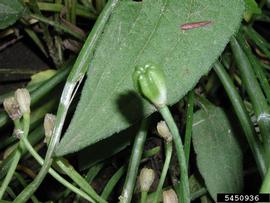   Fruit:   Ornithogalum umbellatum ; Photo by L.J. Mehrhoff, University of Connecticut, bugwood.org 
