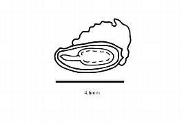   Embryo:   Dapania racemosa;  Illustration by K. Parker, Kirkbride et al. (2006)
