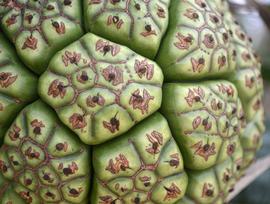 Pandanaceae | Fruit and Seed Family ID