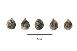   Seeds:   Argemone hispida ; Photo by R. Gibbons, USDA APHIS PPQ, Kirkbride et al. (2006)
