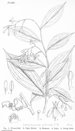   Fruit:   Petermannia cirrosa;  Illustration by M. Smith, Hooker's Icones plantarum (1882), courtesy of L. Watson and M.J. Dallwitz, 1992 onwards 
