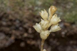   Infructescence:   Petrosavia sakuraii ; Photo by ihenglan, gbif.org
