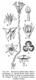   Fruit:   Petrosavia stellaris ; Illustration by J. Hutchinson, The Genera of Flowering Plants, Vol.1 (1964), courtesy of L. Watson and M.J. Dallwitz, 1992 onwards
