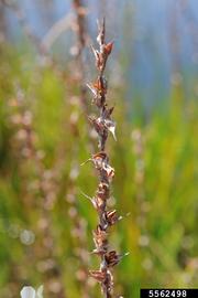   Infructescence:   Philydrum lanuginosum ; Photo by B. Lassiter, NCDA&CS, bugwood.org
