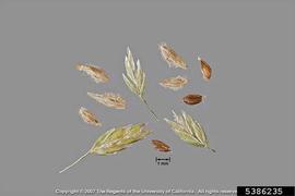   Spikelets, florets, fruits:   Poa bulbosa ; Photo by J. DiTomaso, University of California-Davis, bugwood.org
