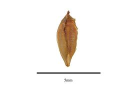   Fruit:   Fagopyrum snowdenii ; Photo by R. Gibbons, USDA APHIS PPQ, Kirkbride et al. (2006)
