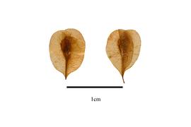   Fruits:   Bistorta elliptica ; Photo by R. Gibbons, USDA APHIS PPQ, Kirkbride et al. (2006)
