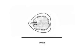   Embryo:   Coccoloba schiedeana ; Illustration by K. Parker, Kirkbride et al. (2006)
