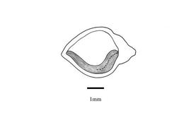   Embryo:   Muehlenbeckia sagittifolia ; Illustration by K. Parker, Kirkbride et al. (2006)
