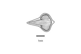   Embryo:   Oxygonum atriplicifolium ; Illustration by K. Parker, Kirkbride et al. (2006)
