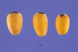   Seeds:   Pontederia cordata ; Photo by S. Hurst, USDA-NRCS Plants Database
