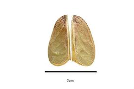   Fruit:   Ptaeroxylon obliquum ; Photo by R. Gibbons, USDA APHIS PPQ, Kirkbride et al. (2006)
