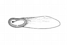   Embryo:   Ptaeroxylon obliquum ; Illustration by K. Parker, Kirkbride et al. (2006)
