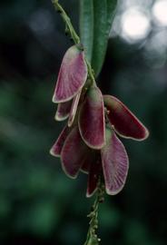   Infructescence:   Rajania cordata ; Photo by P. Acevedo, eol.org
