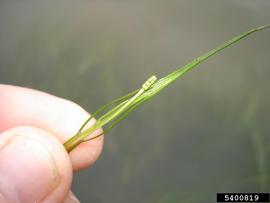   Inflorescence:   Ruppia  sp.; Photo by G. Lovell, Alabama Department of Conservation and Natural Resources, bugwood.org
