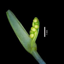   Inflorescence:   Ruppia maritima ; Photo by S. More, gbif.org 
