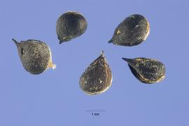   Seeds:   Ruppia maritima ; Photo by S. Hurst, USDA-NRCS Plants Database 
