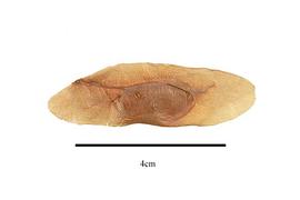   Seed:   Flindersia  sp.; Photo by R. Gibbons, USDA APHIS PPQ, Kirkbride et al. (2006)
