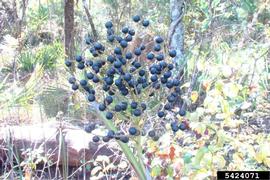   Infructescence:   Sabal minor ; Photo by F. Bonner, US Forest Service, bugwood.org
