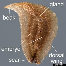   Fruit:   Sagittaria latifolia ; Photo by D. Walters and C. Southwick, Table Grape Weed Disseminule ID
