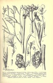   Inflorescence, infructescence, fruit, seed:   Sarcophrynium brachystachyum ; Illustration by H. Engler, Das Pflanzenreich (1902) 
