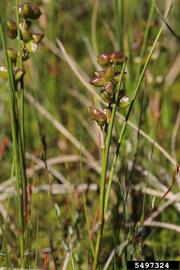   Infructescence:   Scheuchzeria palustris ; Photo by R. Routledge, Sault College, bugwood.org
