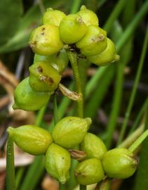   Infructescence:   Scheuchzeria palustris ; Photo by S. Matson, calphotos.berkeley.edu
