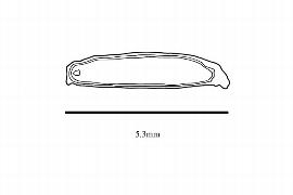   Embryo :  Scyphostegia  sp.; Photo by R. Gibbons, USDA APHIS PPQ, Kirkbride et al. (2006)
