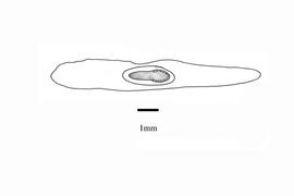   Embryo:   Sessea brasiliensis ; Illustration by K. Parker, Kirkbride et al. (2006)
