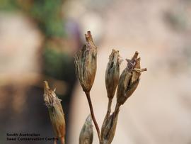   Fruits:   Orthrosanthus multiflorus ; Photo by South Australian Seed Conservation Centre, used with permission
