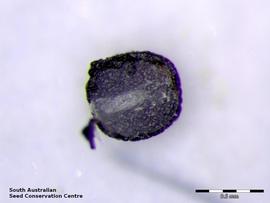   Seed, embryo:   Pauridia glabella , seed longitudinal section; Photo by South Australian Seed Conservation Centre, used with permission 
