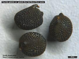   Seeds:   Pauridia glabella  var.  glabella ; Photo by South Australian Seed Conservation Centre, used with permission
