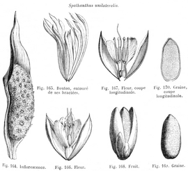   Fruit, seed:   Spathanthus unilateralis ; Illustration by H. Baillon, Histoire des Plantes 13 (1895), courtesy of Watson and Dallwitz 1992 onwards 
