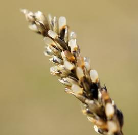   Infructescence:   Sporobolous africanus ; Photo by H. Rose, flickr.com
