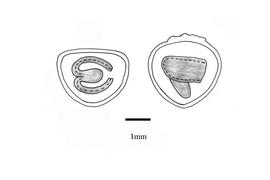   Embryo:   Dombeya rotundifolia ; Illustration by K. Parker, Kirkbride et al. (2006)
