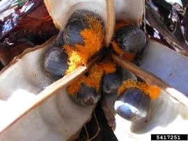   Seeds:   Strelitzia reginae,  seeds with arils; Photo by F. Starr & K. Starr, Starr Environmental, bugwood.org
