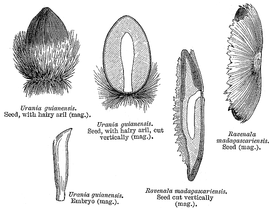   Seeds:   Ravenala madagascariensis  &  Urania guianensis ; Illustration by L. Steinheil and A. Riocreux, A general system of botany (1873), courtesy of Watson and Dallwitz 1992 onwards
