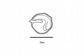   Embryo:   Theligonum cynocrambe ; Illustration by K. Parker, Kirkbride et al. (2006)
