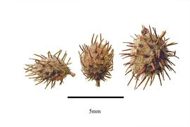   Fruits:   Triumfetta rhomboidea ; Photo by R. Gibbons, USDA APHIS PPQ, Kirkbride et al. (2006)
